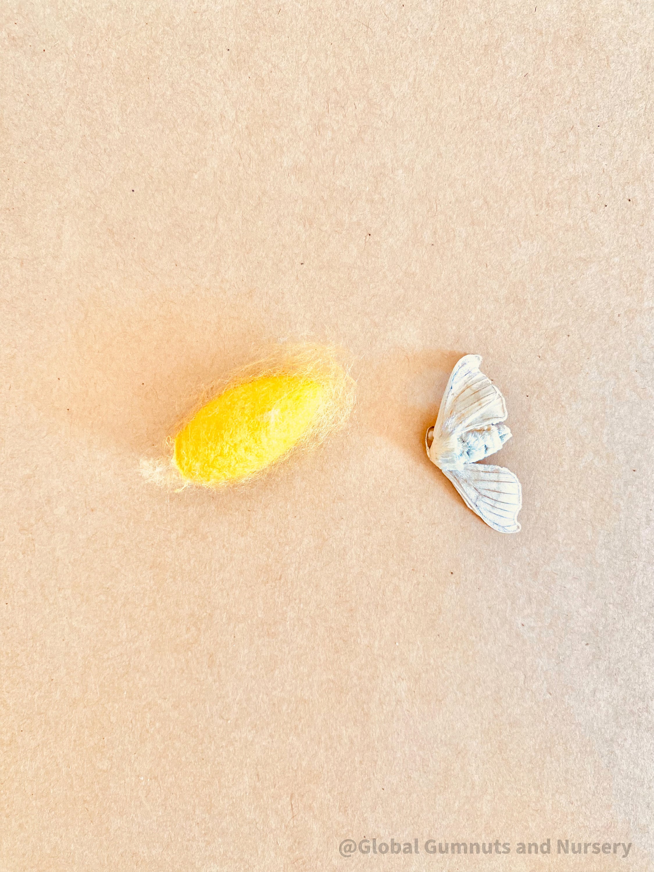resin silkworm lifecycle kit: educational resin kit showcasing the silkworm’s life cycle.
