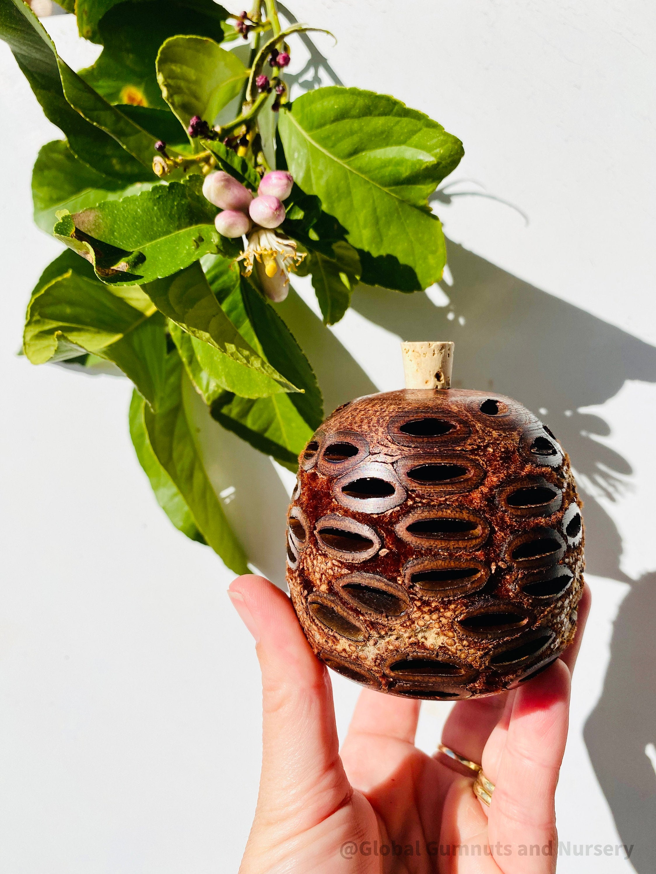 Banksia Essential Oil Diffuser: Large Banksia diffuser, optionally filled with eucalyptus oil, with a natural, unscented option.