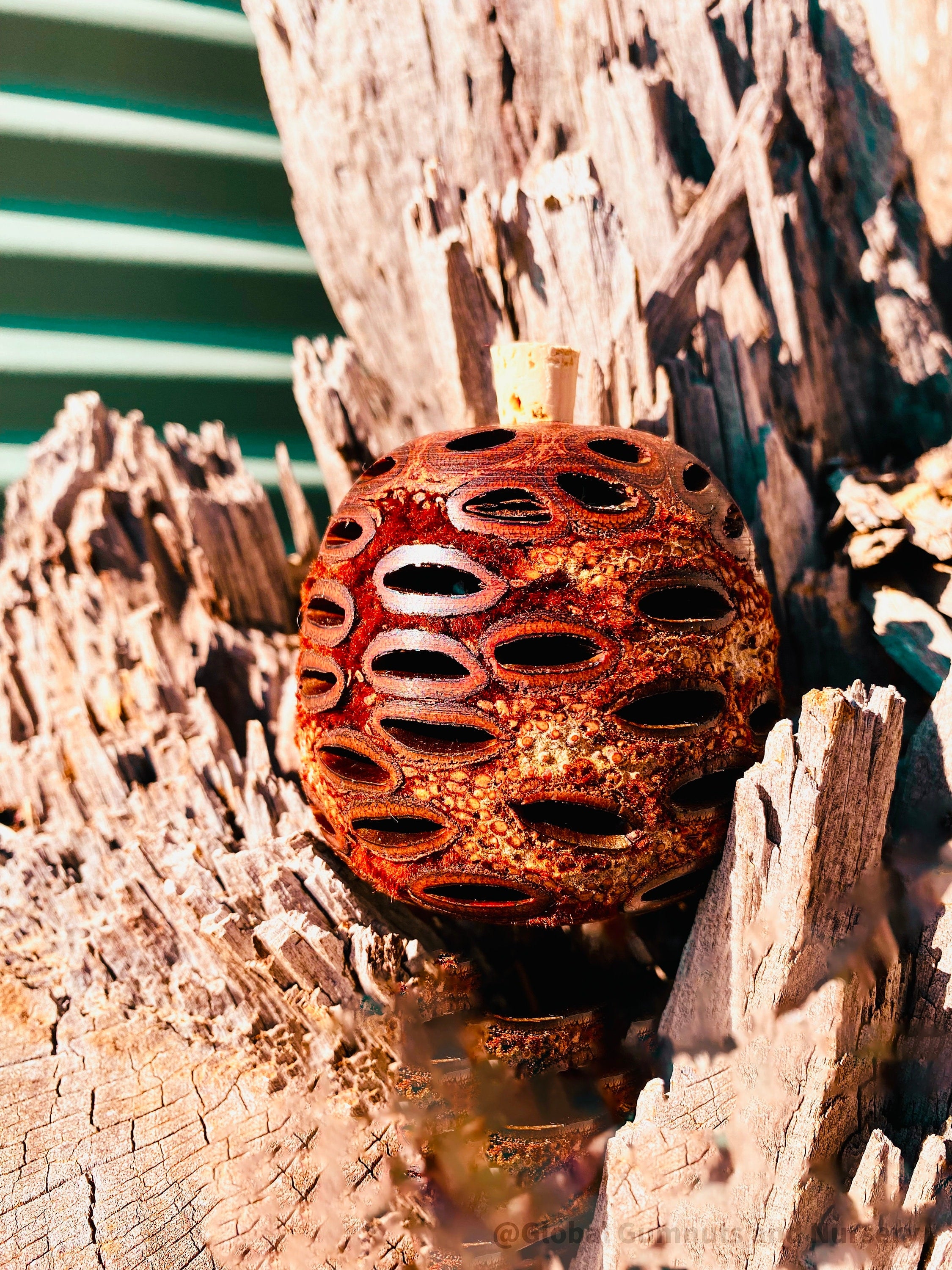 Banksia Essential Oil Diffuser: Large Banksia diffuser, optionally filled with eucalyptus oil, with a natural, unscented option.