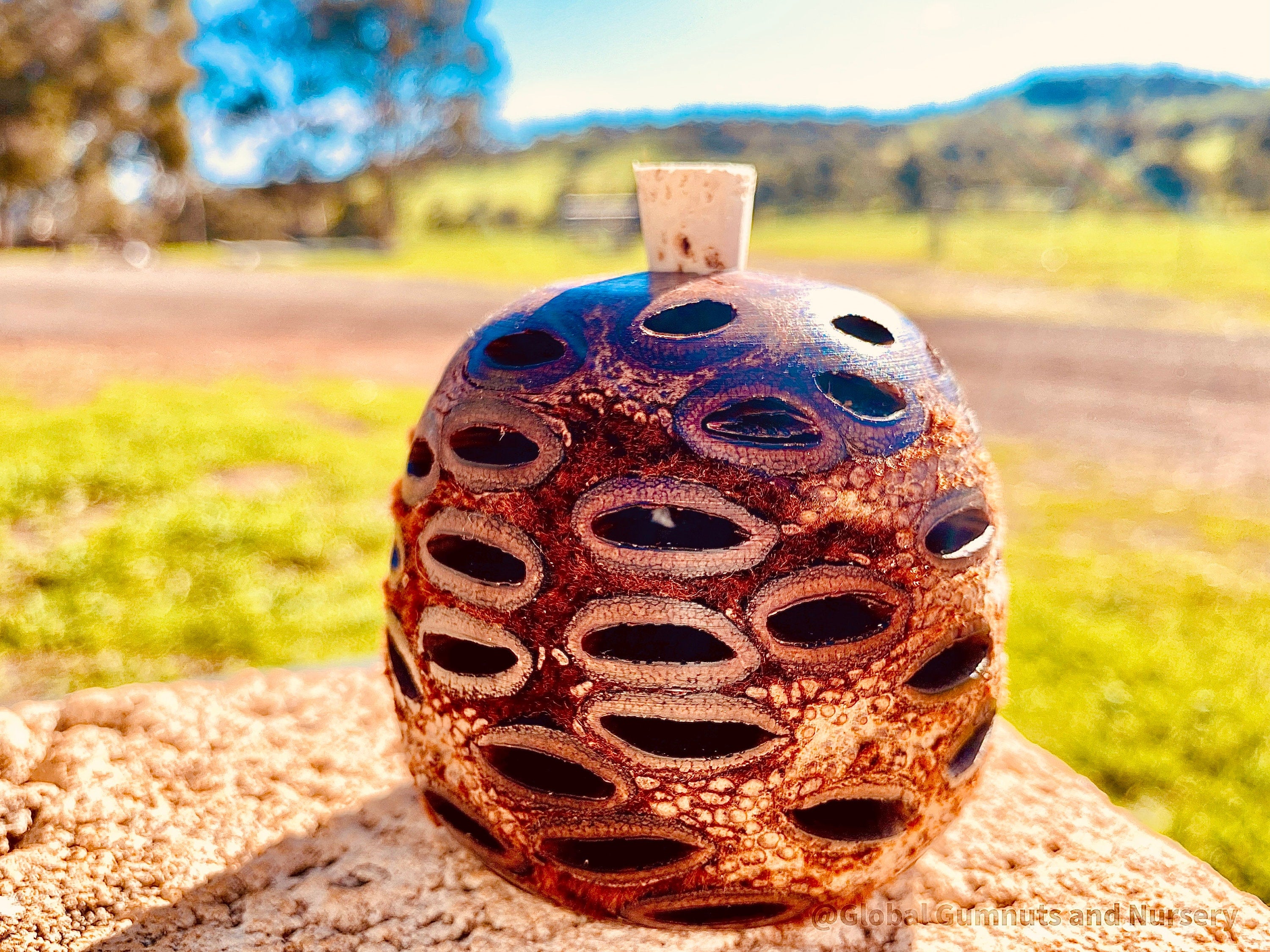 Banksia Essential Oil Diffuser: Large Banksia diffuser, optionally filled with eucalyptus oil, with a natural, unscented option.