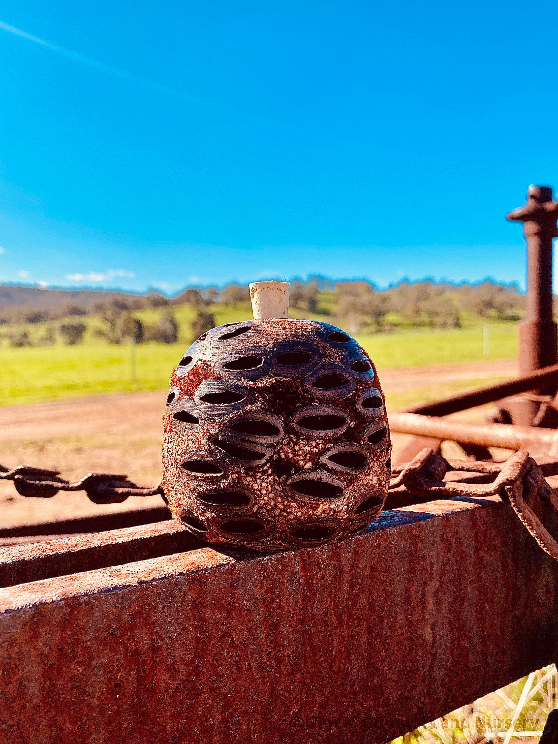 Banksia Essential Oil Diffuser: Large Banksia diffuser, optionally filled with eucalyptus oil, with a natural, unscented option.