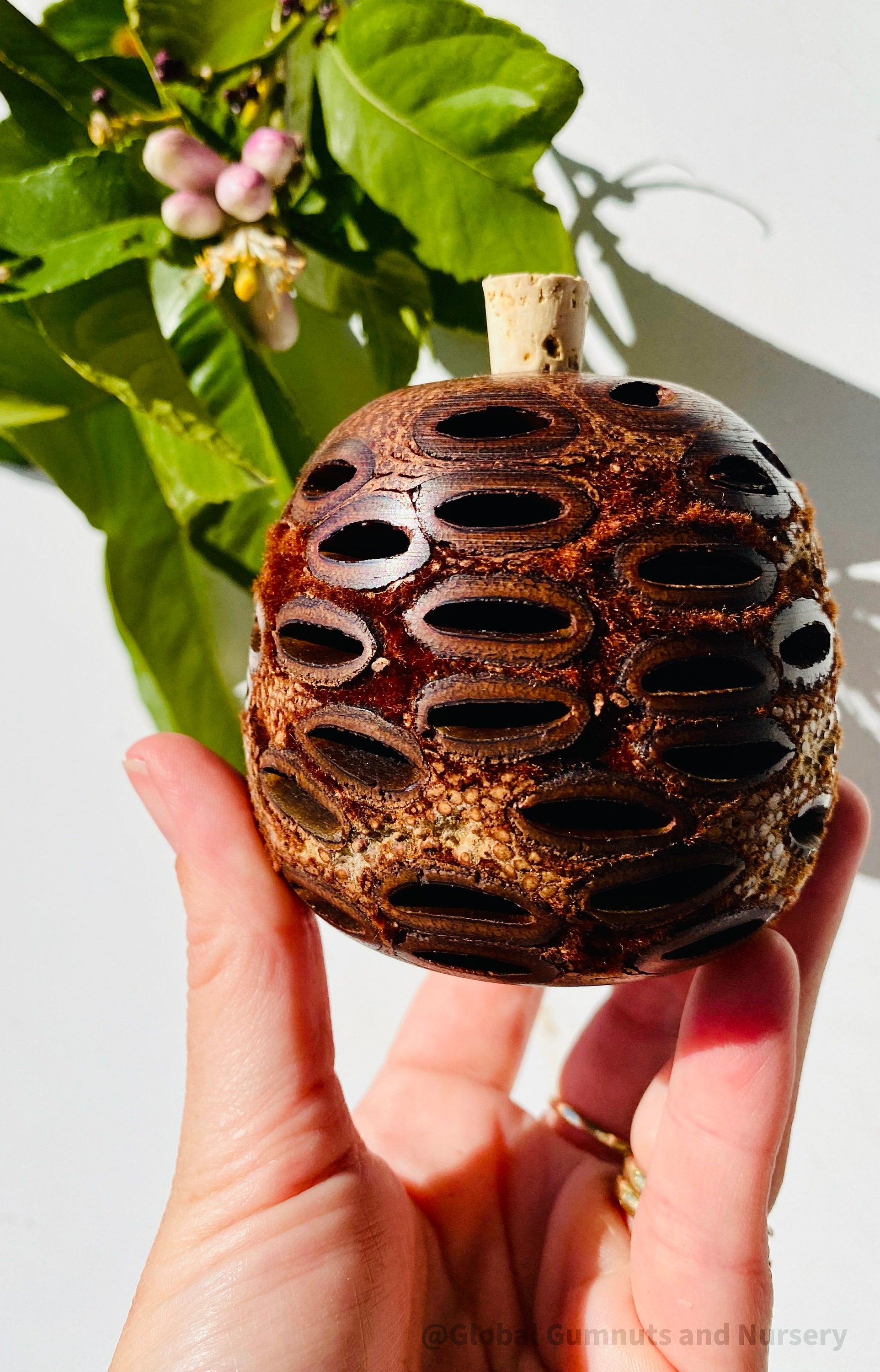 Banksia Essential Oil Diffuser: Large Banksia diffuser, optionally filled with eucalyptus oil, with a natural, unscented option.
