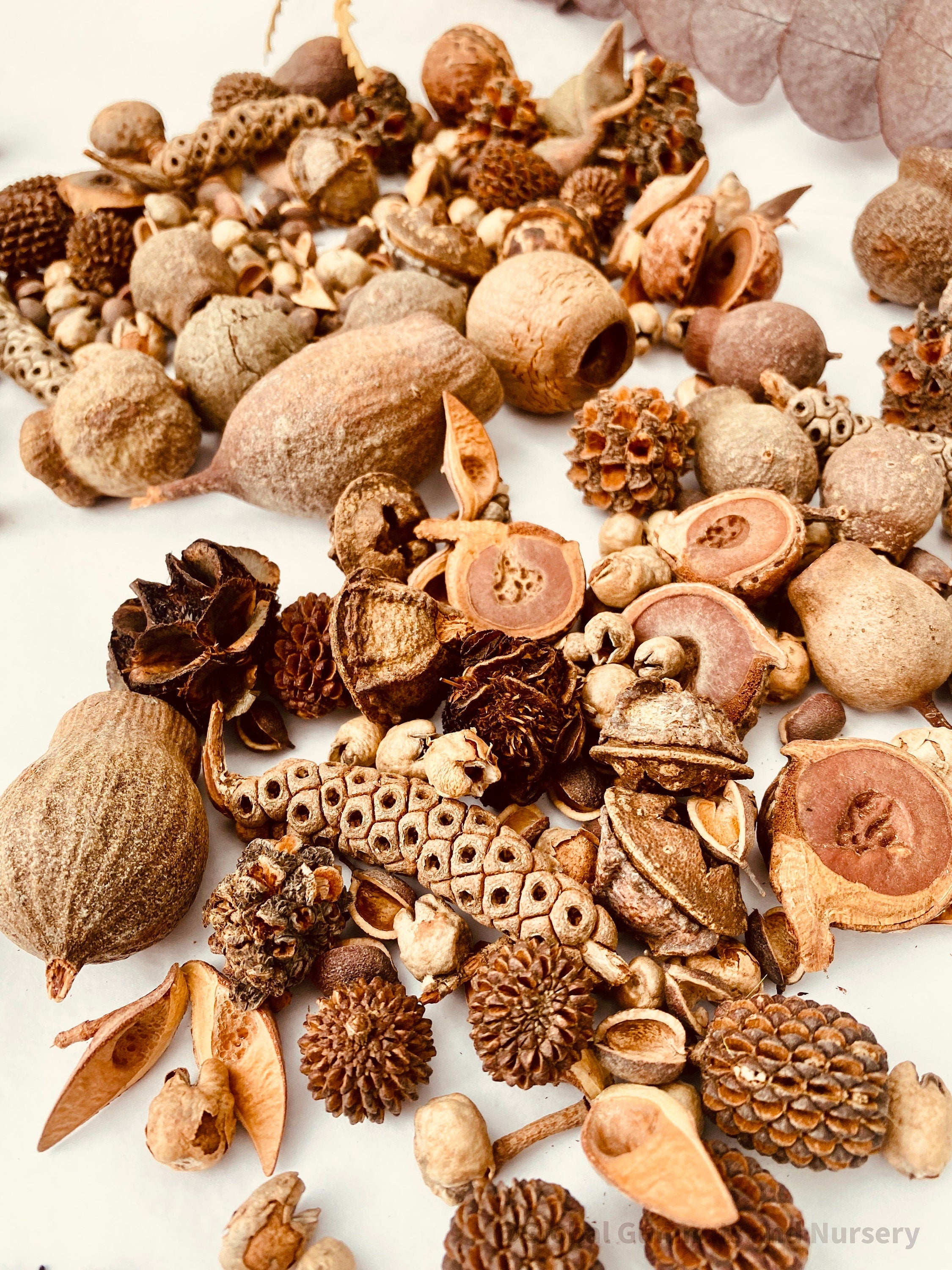 Natural Australian Bush Nuts Collection: Assortment of natural Australian bush nuts for sensory play, featuring nature's seeds.