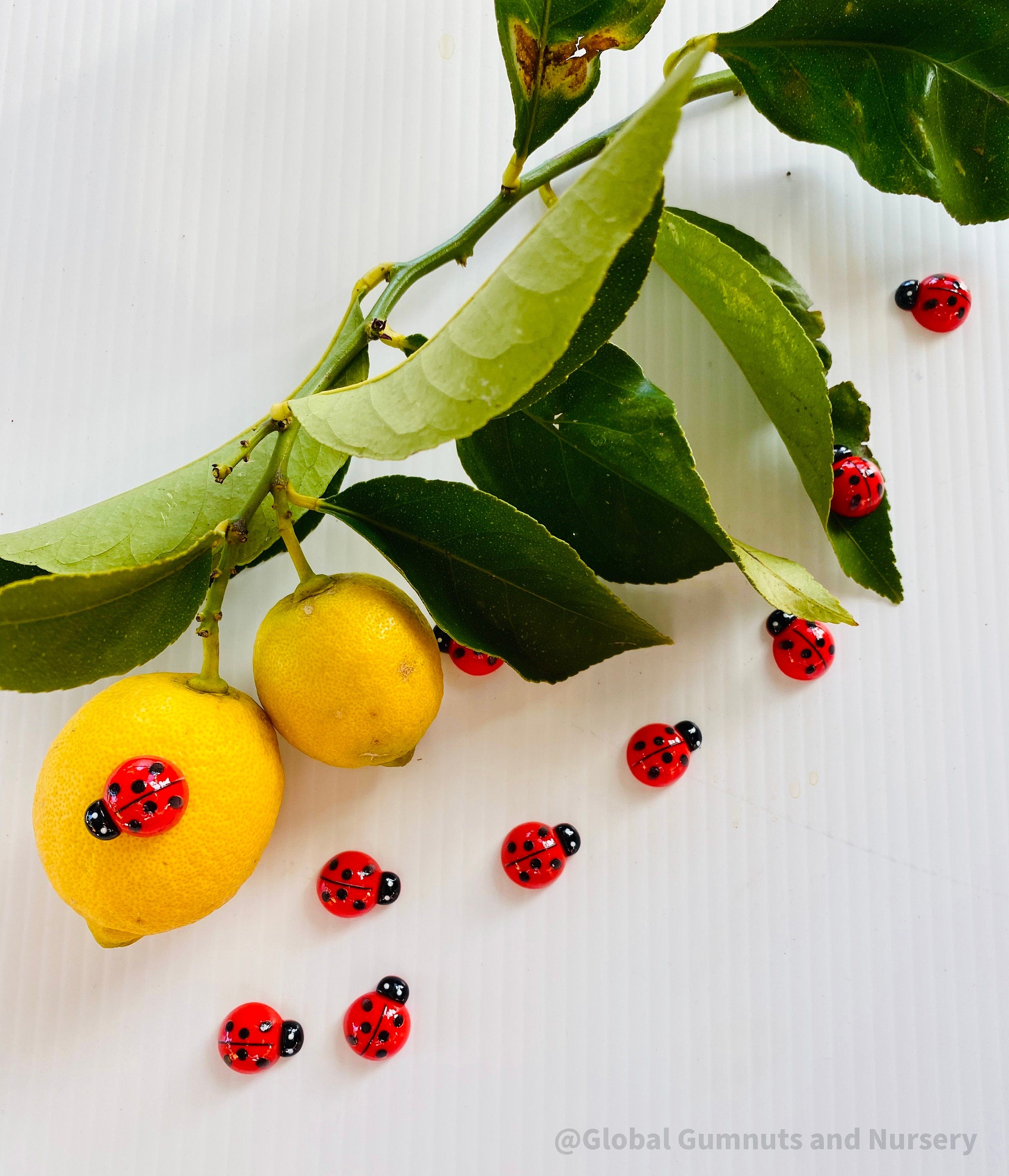 Enchanting Resin Ladybugs for Creative Crafting: Set of resin ladybugs, ideal for fairy gardens, DIY crafts, or nature-themed decorations.