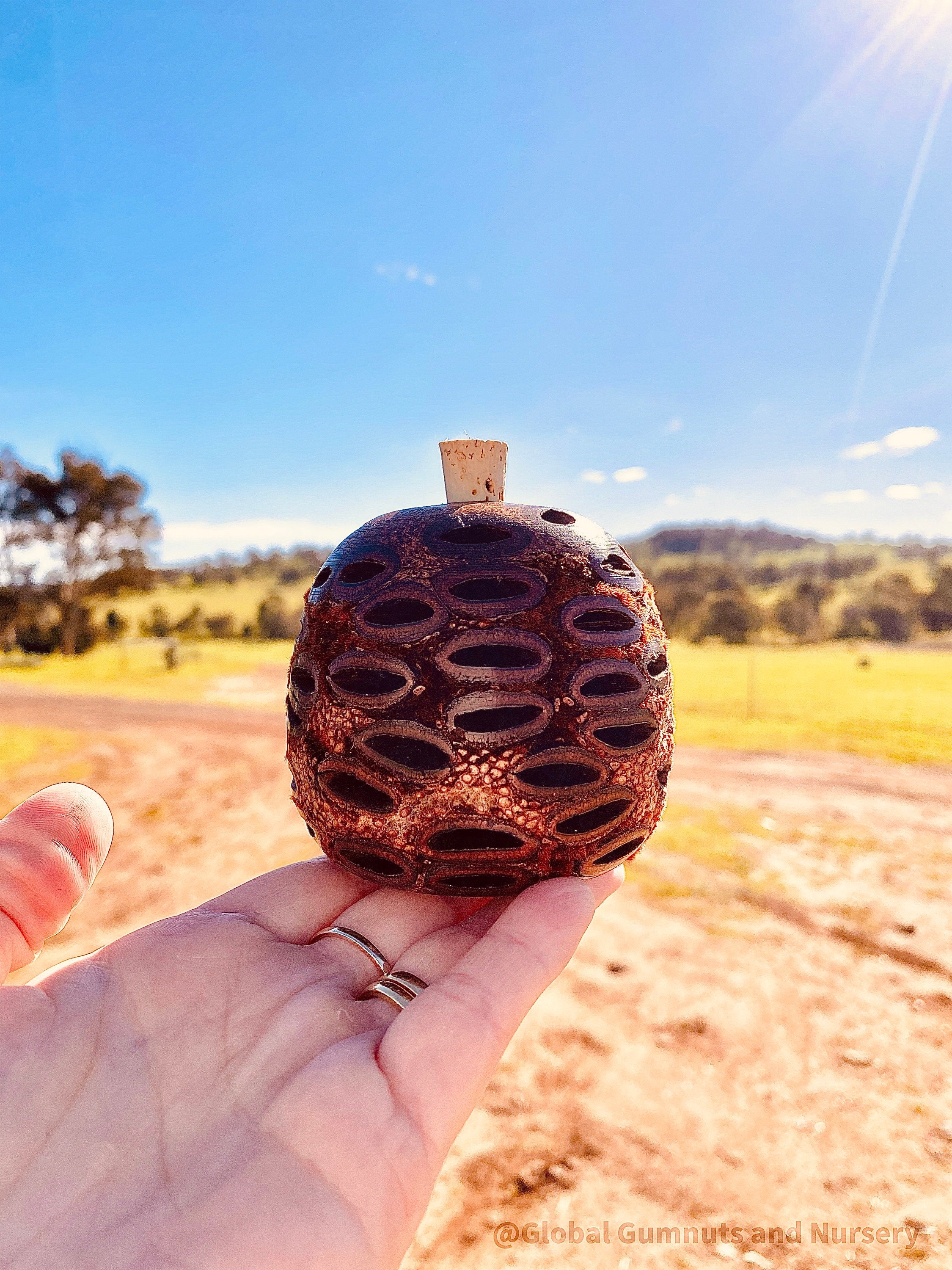 Banksia Essential Oil Diffuser: Large Banksia diffuser, optionally filled with eucalyptus oil, with a natural, unscented option.