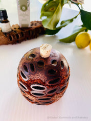 banksia essential oil diffuser: large banksia diffuser, optionally filled with eucalyptus oil, with a natural, unscented option.