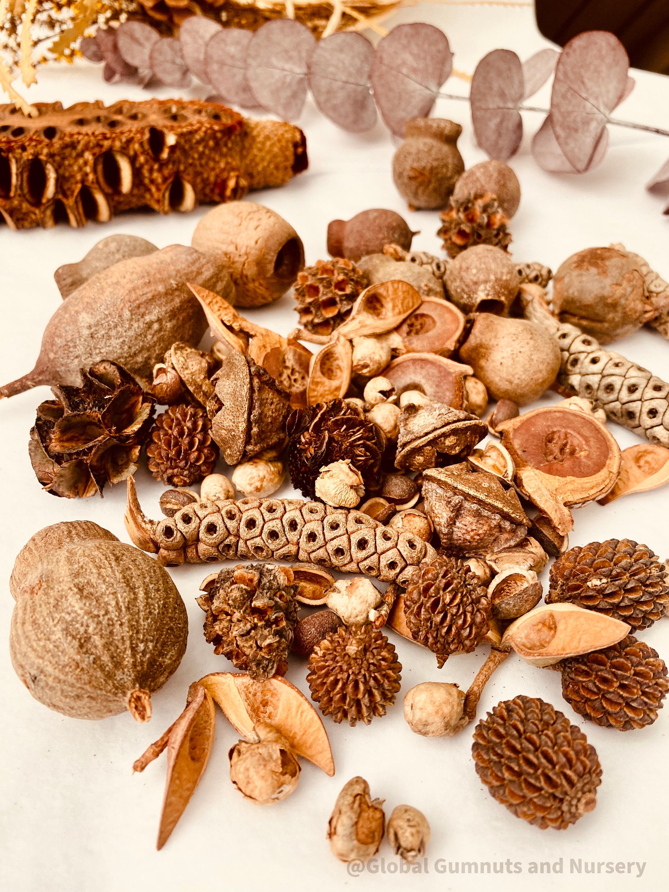 natural australian bush nuts collection: assortment of natural australian bush nuts for sensory play, featuring nature's seeds.
