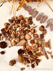 Natural Australian Bush Nuts Collection: Assortment of natural Australian bush nuts for sensory play, featuring nature's seeds.