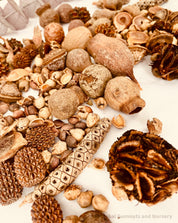 Natural Australian Bush Nuts Collection: Assortment of natural Australian bush nuts for sensory play, featuring nature's seeds.