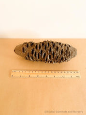 Banksia Seed: Natural seed for crafting, bird feeding, or native decor.