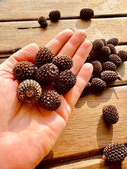 sheoak seed pods for crafts & decor: handpicked sheoak seed pods, perfect for natural decor or eco-friendly crafting projects.
