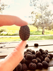 sheoak seed pods for crafts & decor: handpicked sheoak seed pods, perfect for natural decor or eco-friendly crafting projects.