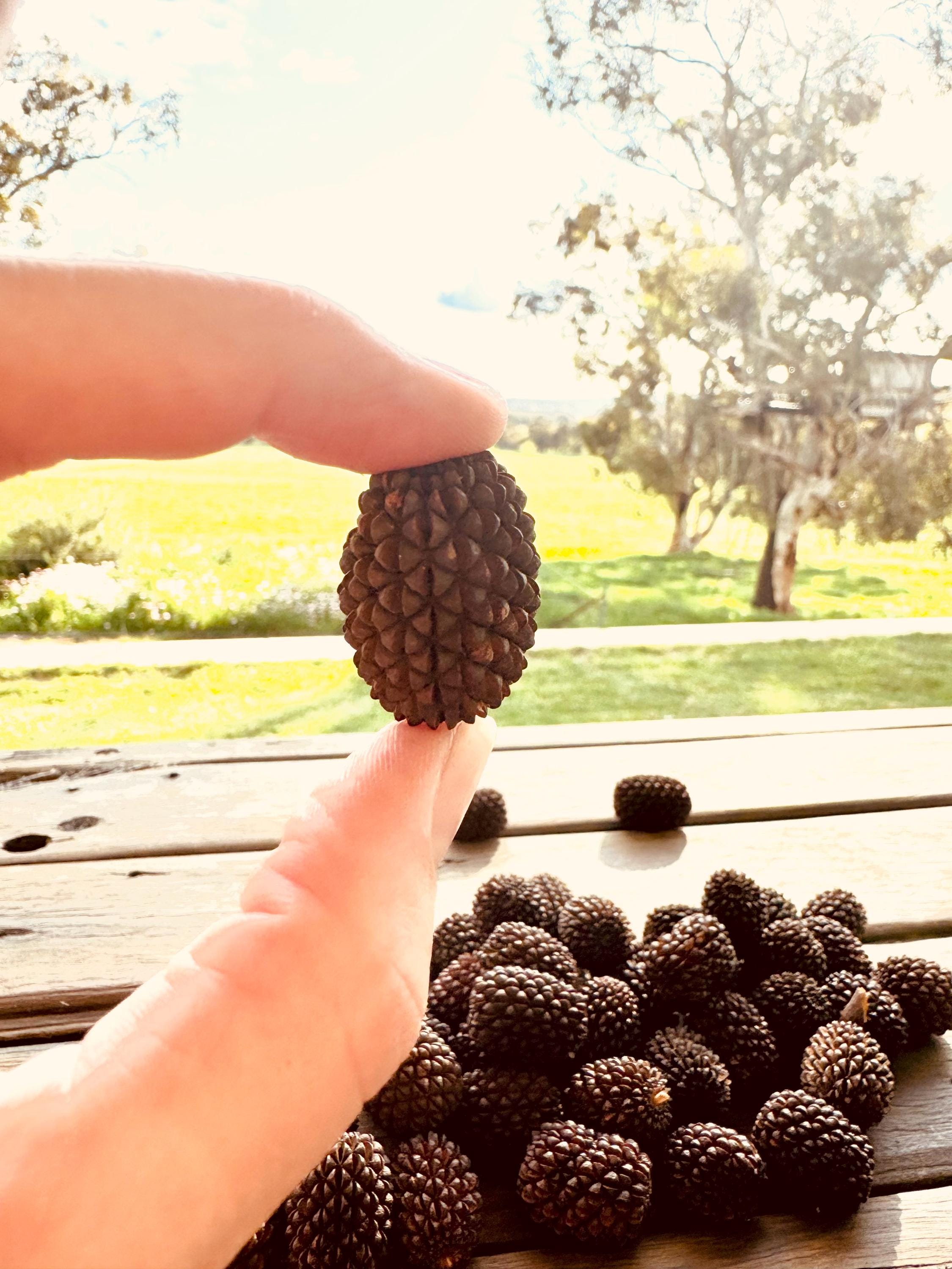 sheoak seed pods for crafts & decor: handpicked sheoak seed pods, perfect for natural decor or eco-friendly crafting projects.