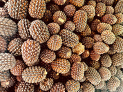 sheoak seed pods for crafts & decor: handpicked sheoak seed pods, perfect for natural decor or eco-friendly crafting projects.