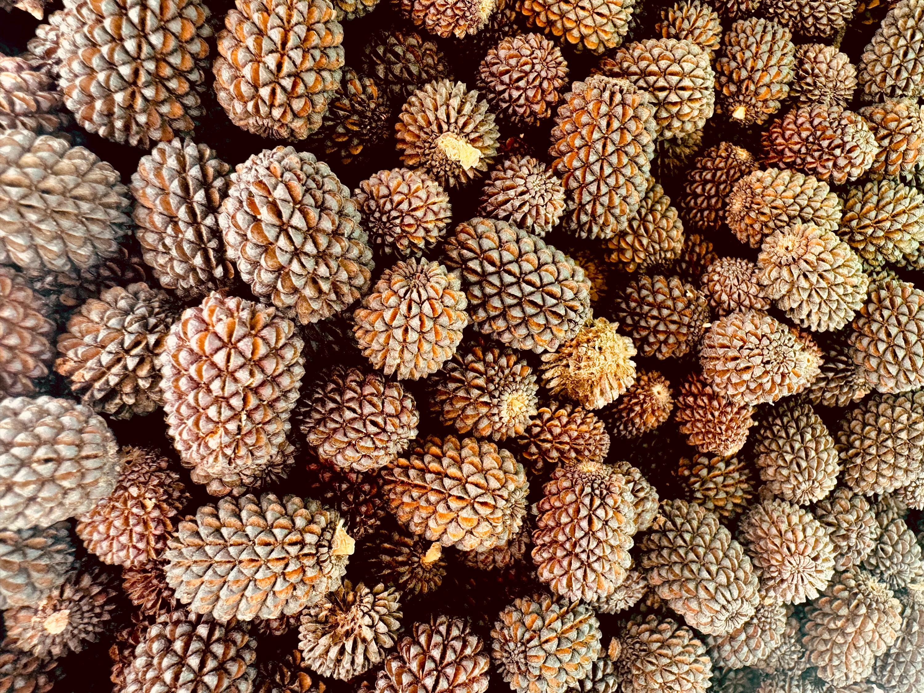sheoak seed pods for crafts & decor: handpicked sheoak seed pods, perfect for natural decor or eco-friendly crafting projects.