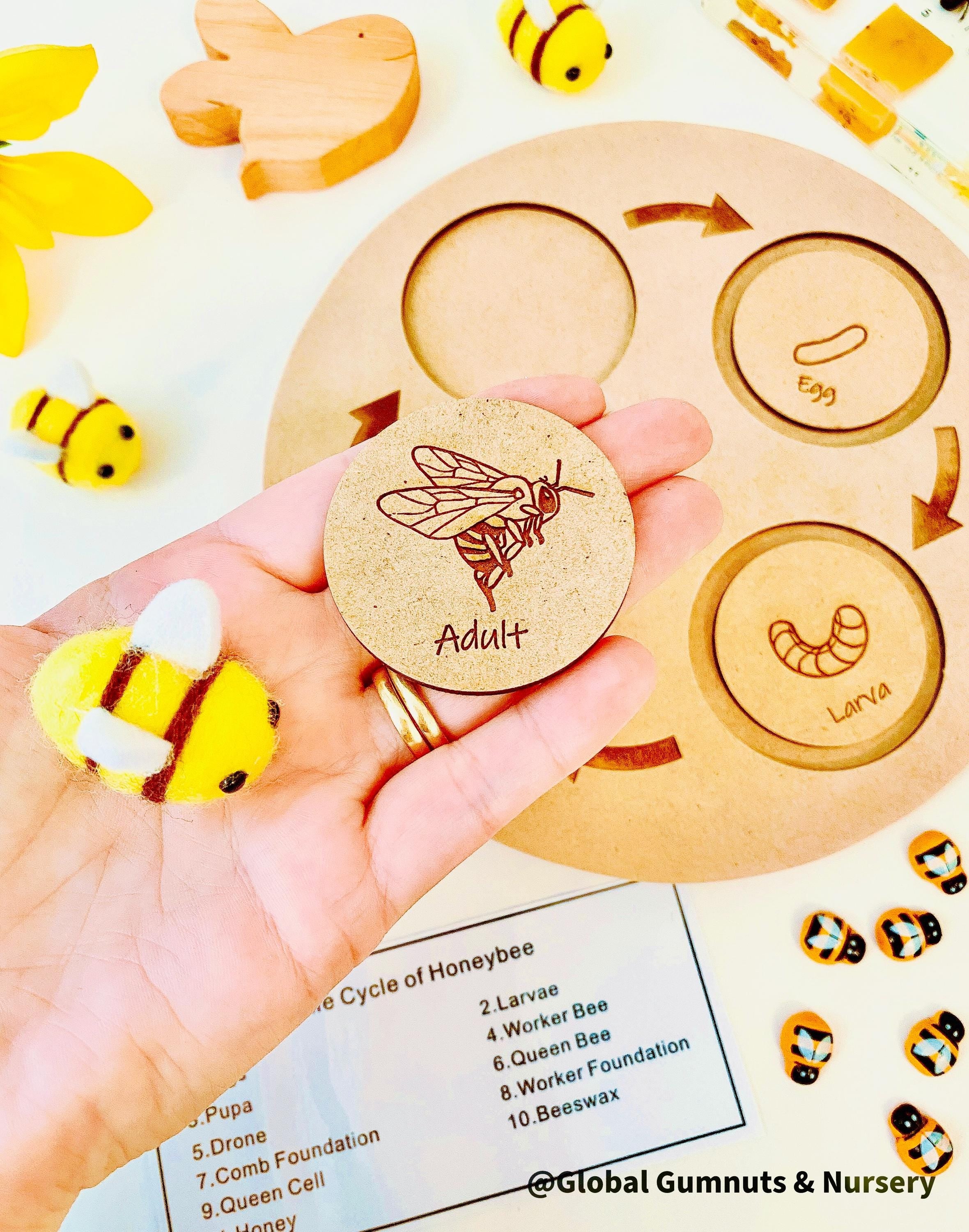 Bee Life Cycle Set: Wooden bee-themed learning set depicting the honeybee’s lifecycle.