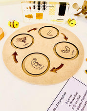 Bee Life Cycle Set: Wooden bee-themed learning set depicting the honeybee’s lifecycle.