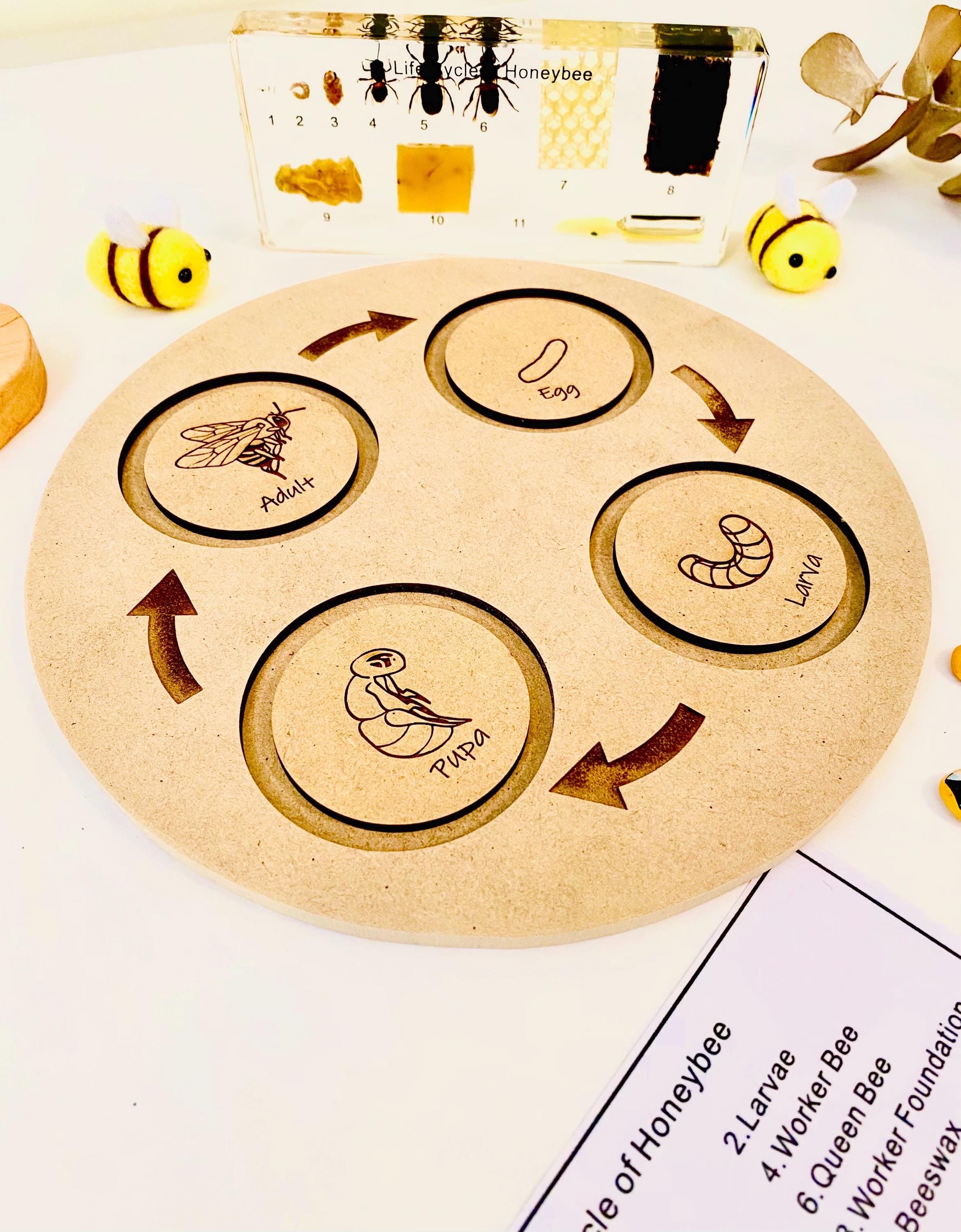 Bee Life Cycle Set: Wooden bee-themed learning set depicting the honeybee’s lifecycle.