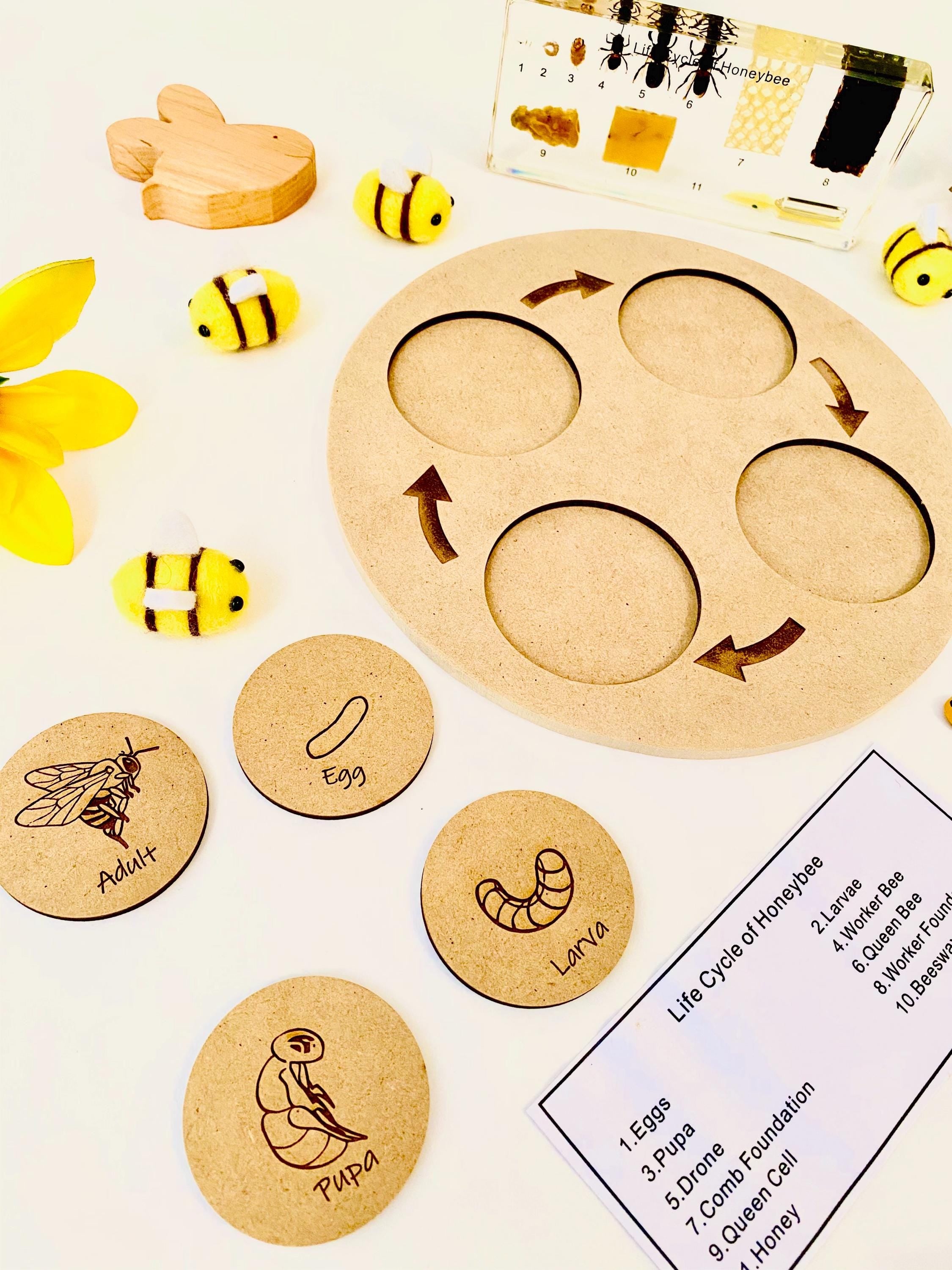 Bee Life Cycle Set: Wooden bee-themed learning set depicting the honeybee’s lifecycle.