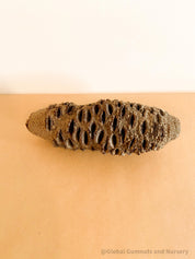 Banksia Seed: Natural seed for crafting, bird feeding, or native decor.