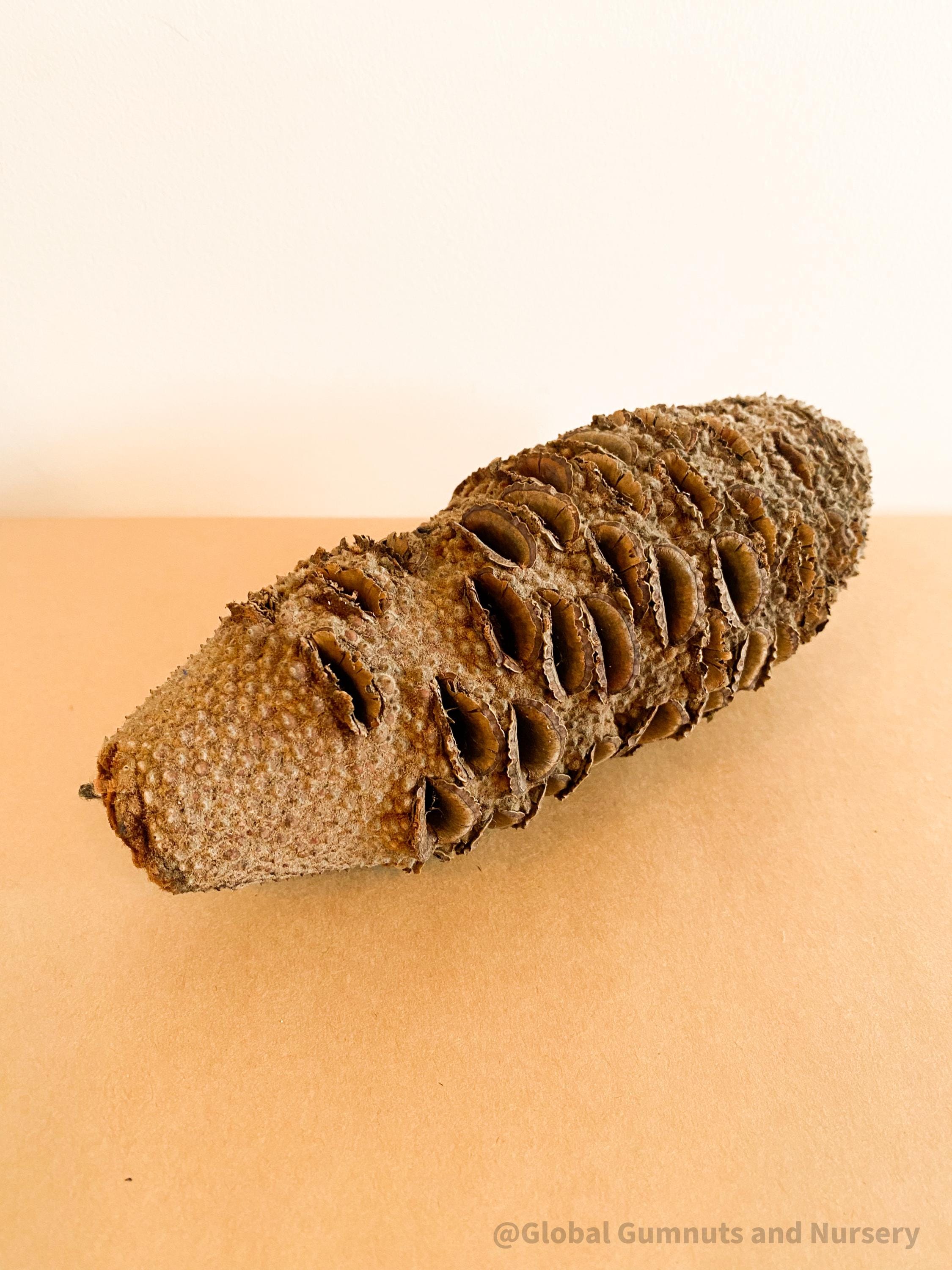 Banksia Seed: Natural seed for crafting, bird feeding, or native decor.