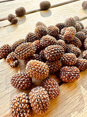 sheoak seed pods for crafts & decor: handpicked sheoak seed pods, perfect for natural decor or eco-friendly crafting projects.