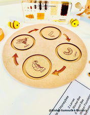 Bee Life Cycle Set: Wooden bee-themed learning set depicting the honeybee’s lifecycle.