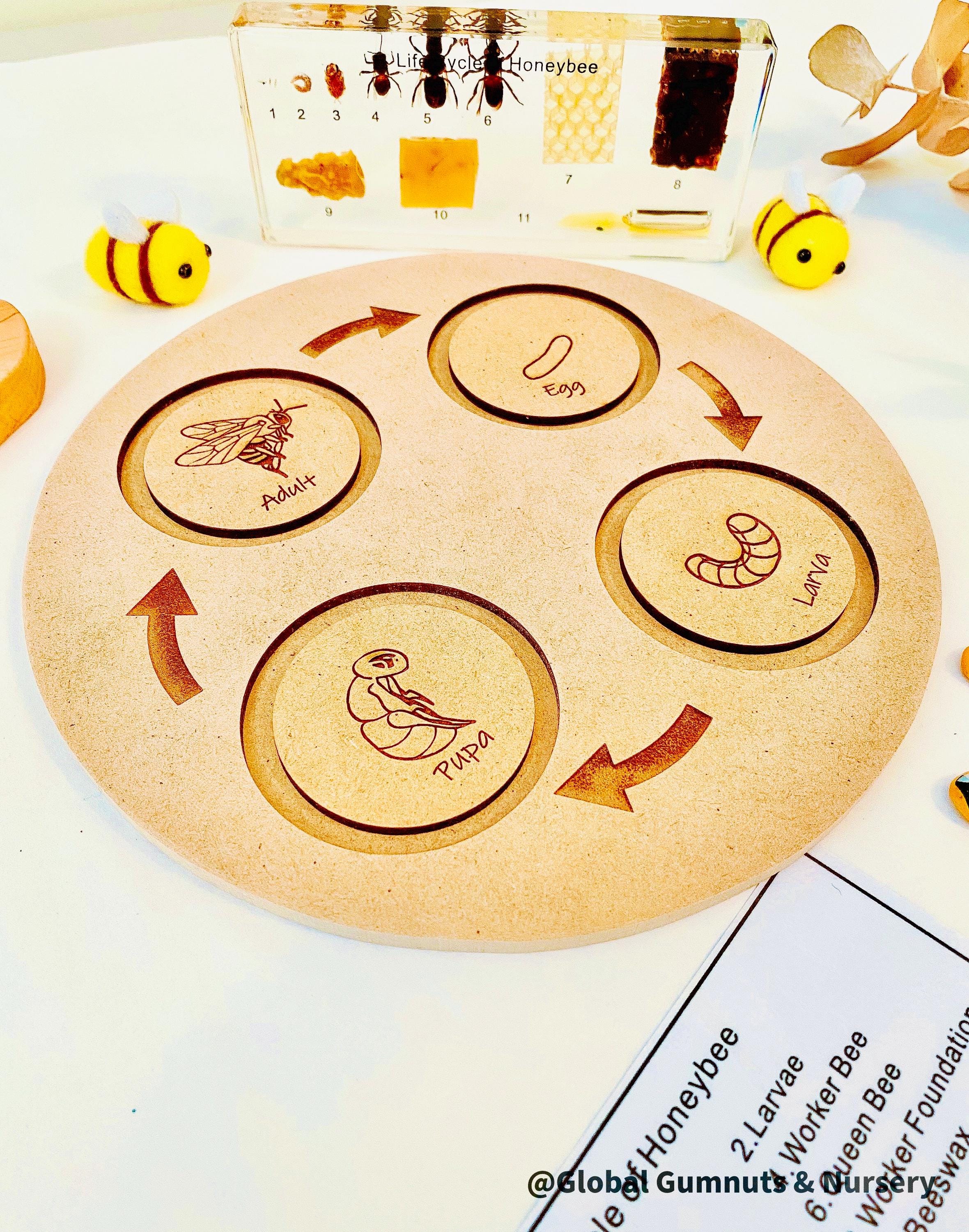 Bee Life Cycle Set: Wooden bee-themed learning set depicting the honeybee’s lifecycle.