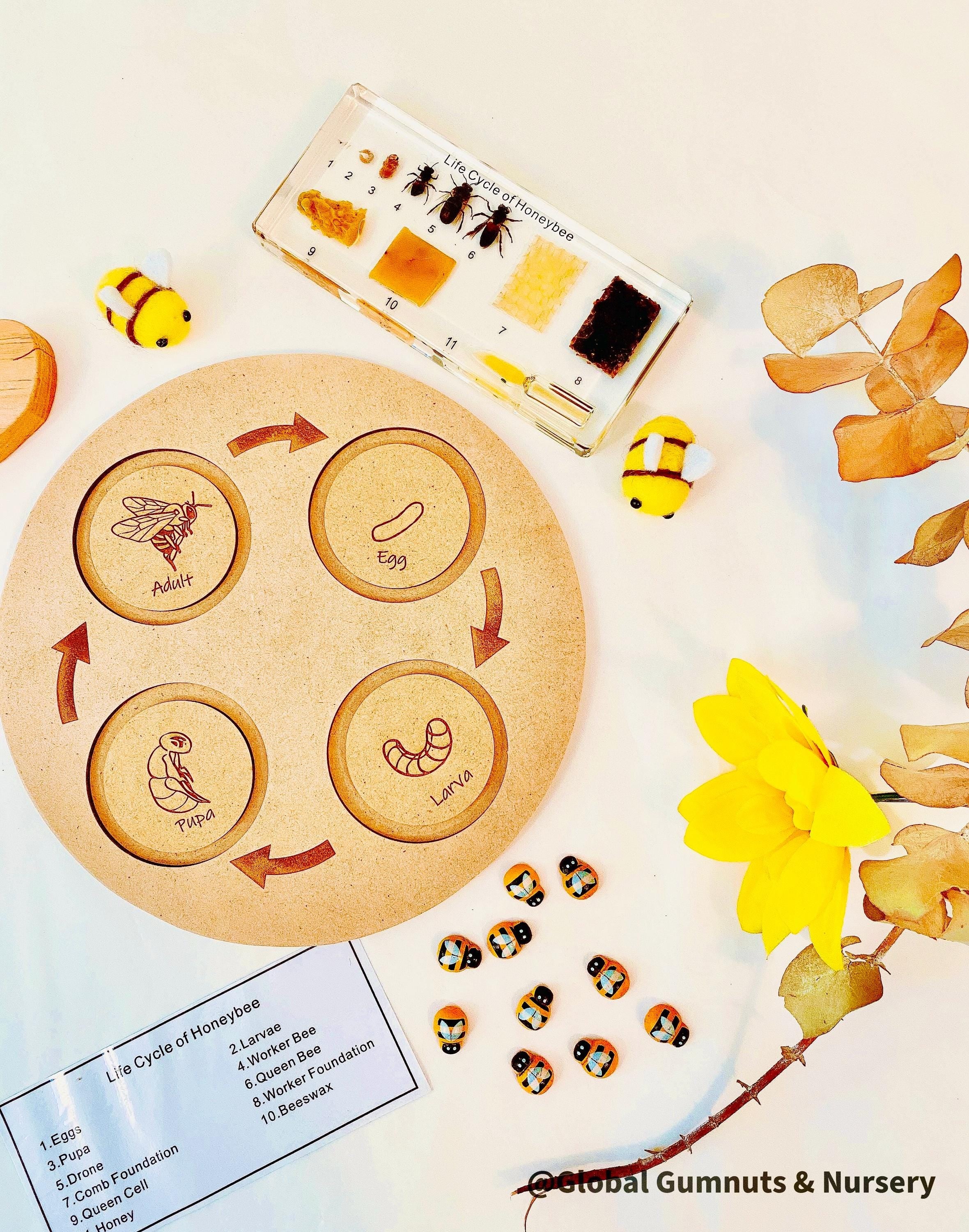 Bee Life Cycle Set: Wooden bee-themed learning set depicting the honeybee’s lifecycle.