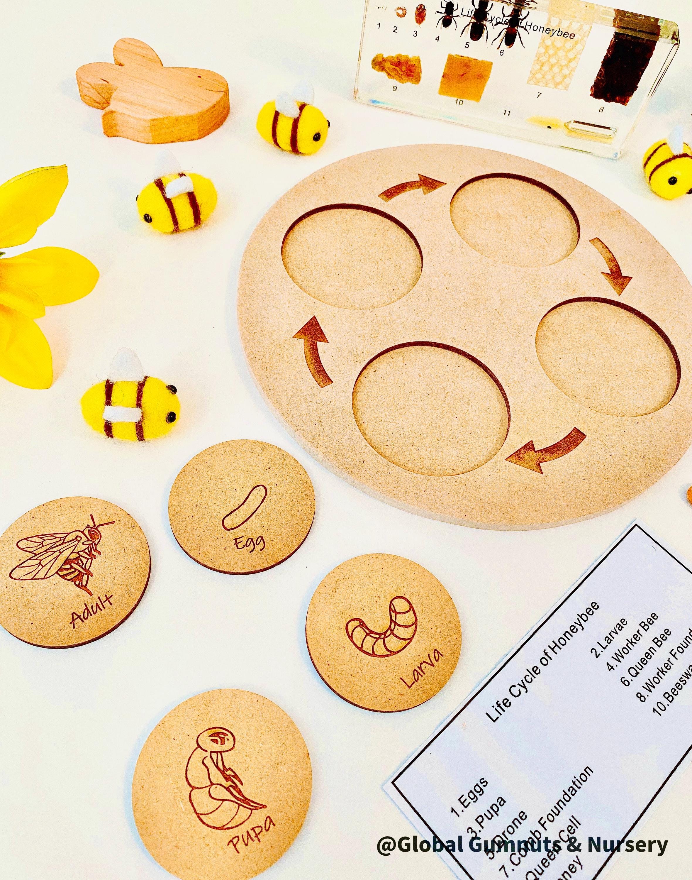 Bee Life Cycle Set: Wooden bee-themed learning set depicting the honeybee’s lifecycle.