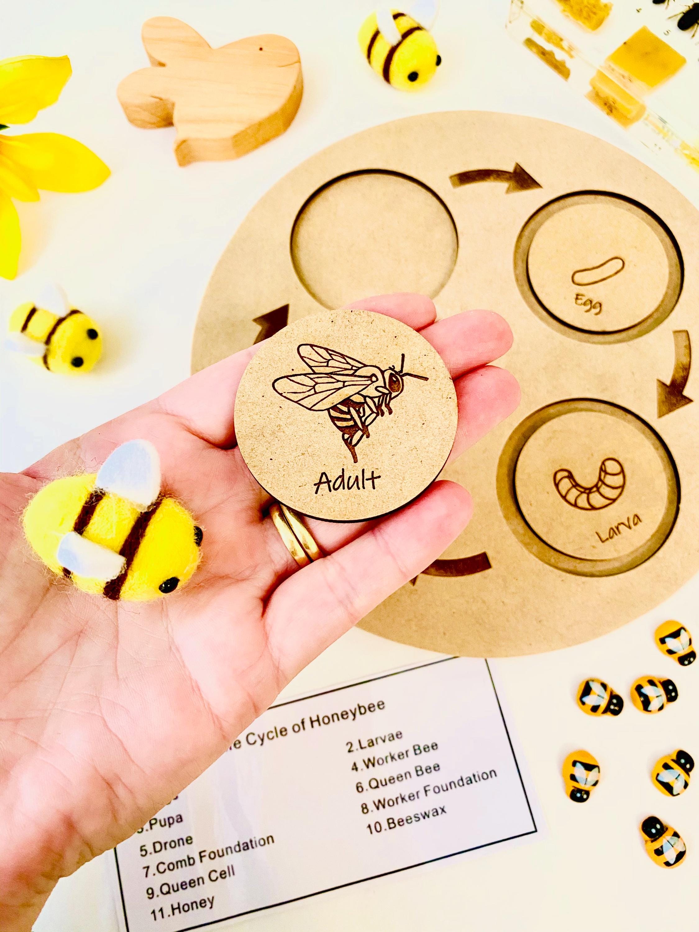 Bee Life Cycle Set: Wooden bee-themed learning set depicting the honeybee’s lifecycle.