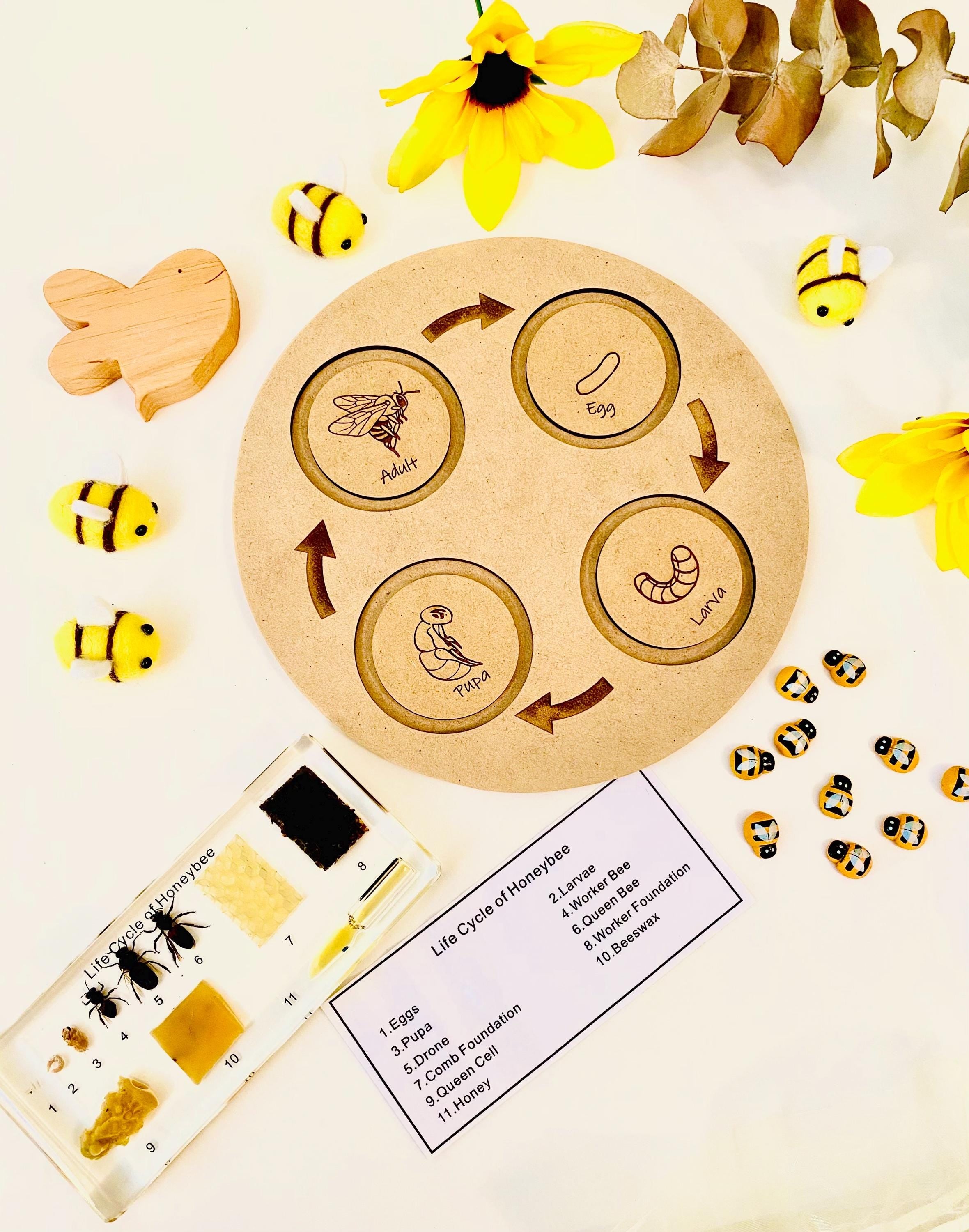 Bee Life Cycle Set: Wooden bee-themed learning set depicting the honeybee’s lifecycle.