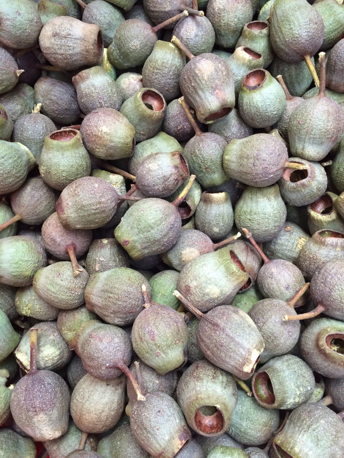 Gumnuts 1kg: Dried eucalyptus gumnuts for sensory play or botanical projects.