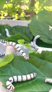 Resin Silkworm Lifecycle Kit