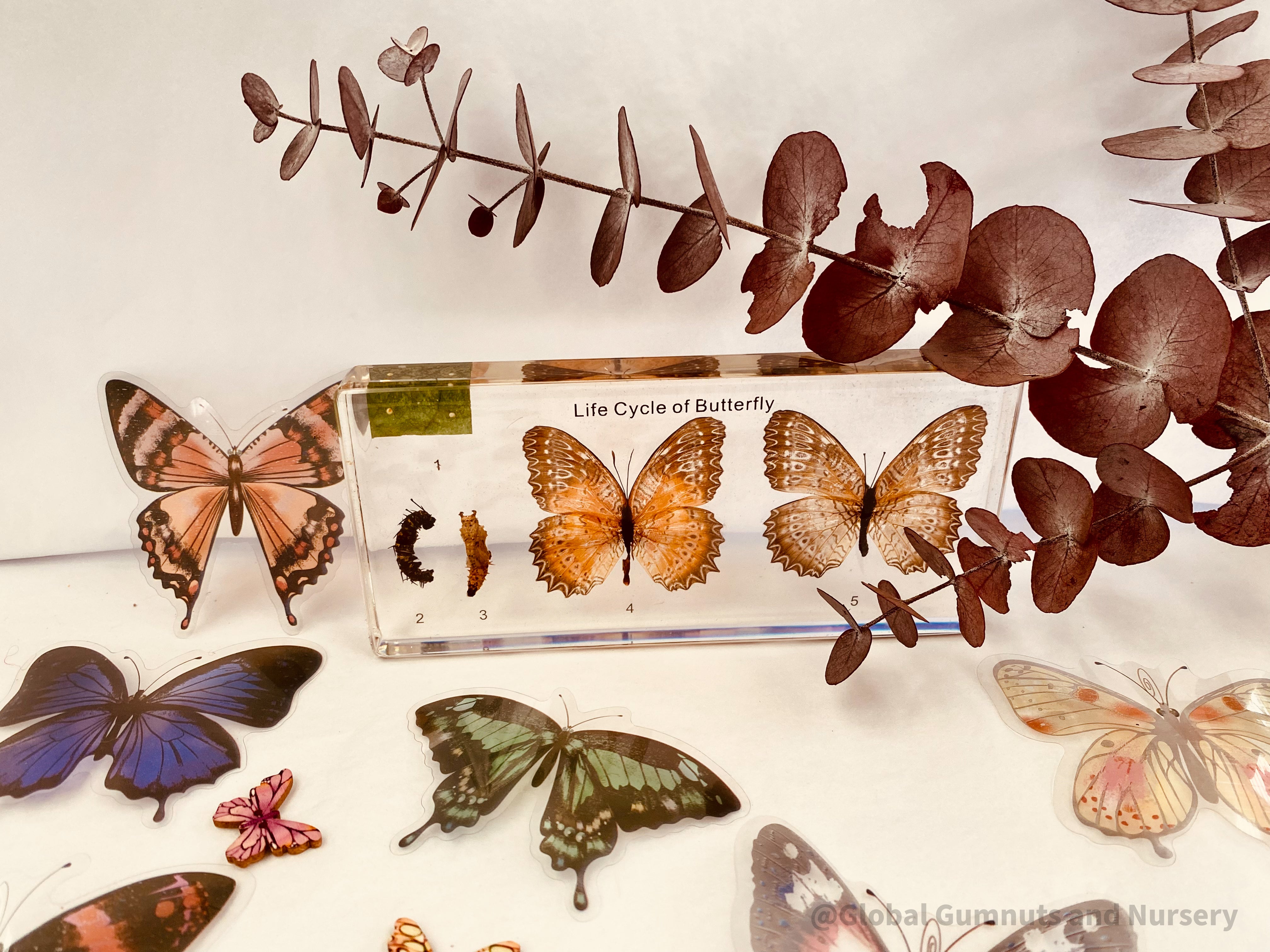 Life Cycle & Felt Pieces