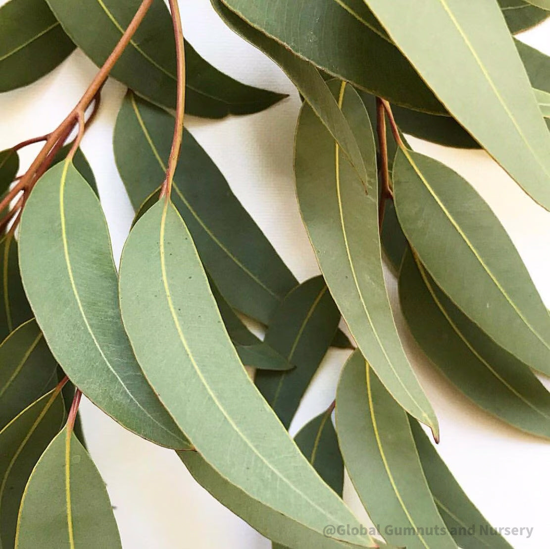 Eucalyptus