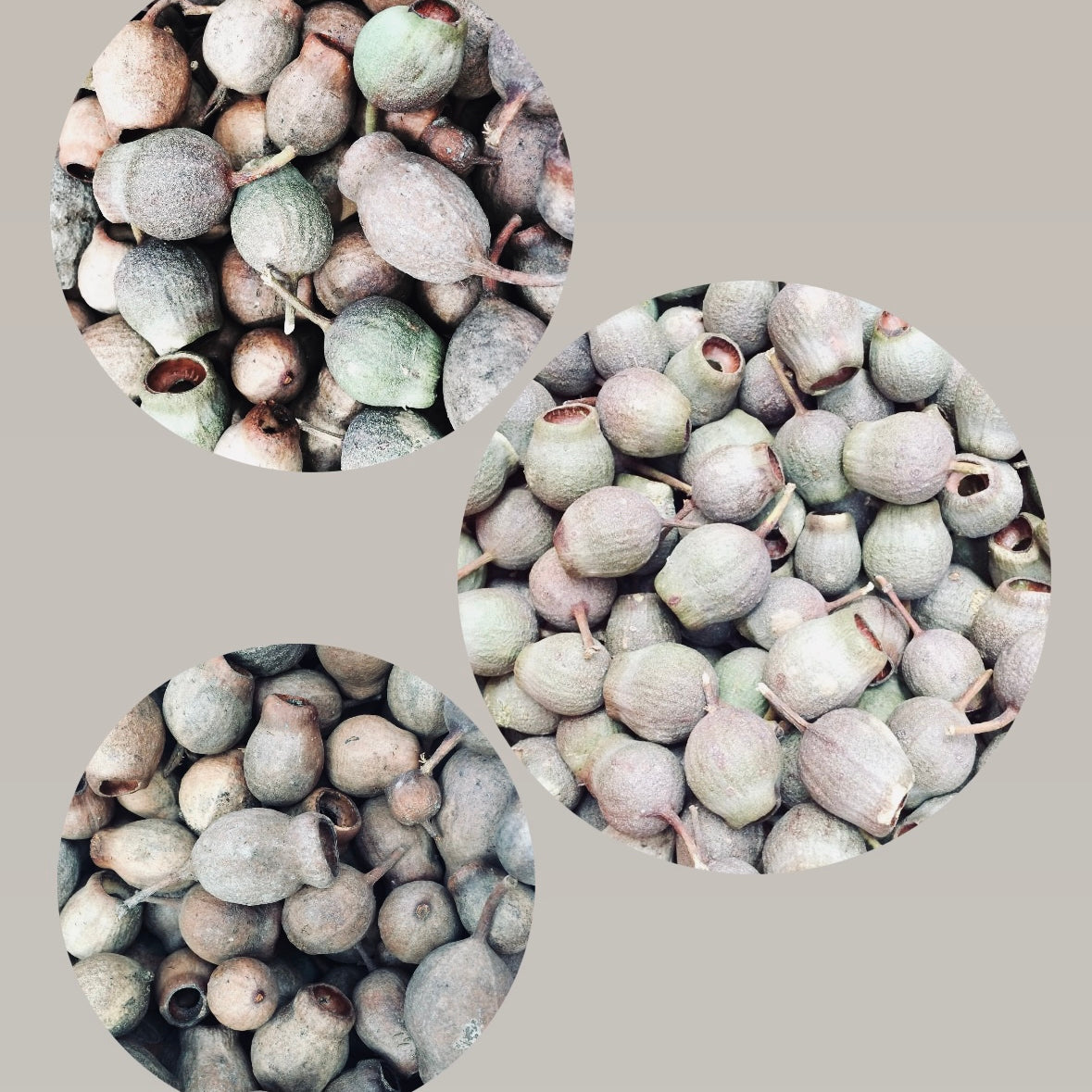 Gumnuts