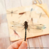 Amazing Dragonflies | 10 pieces | Flat Dragons