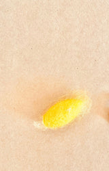 Kit de cycle de vie du ver à soie en résine