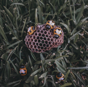 Wooden Mini Bees (Small)