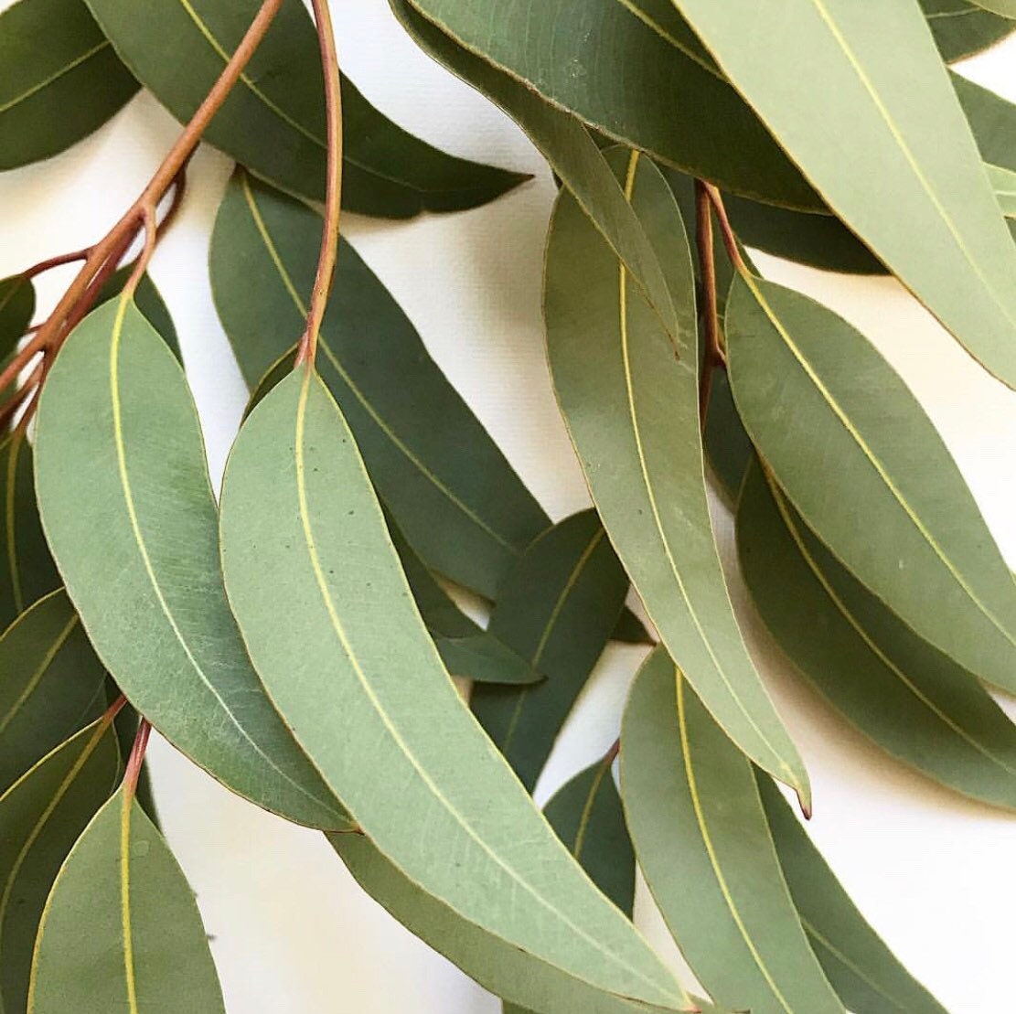 Small Gum leaves: Mini eucalyptus leaves for sensory and decorative use.