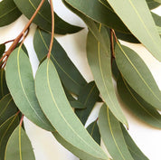 Small Gum leaves: Mini eucalyptus leaves for sensory and decorative use.