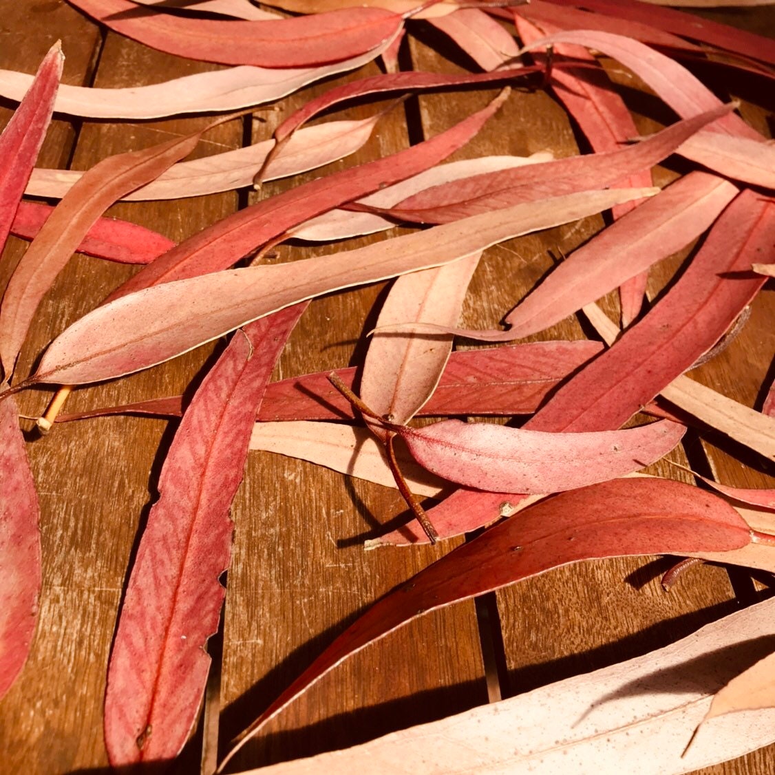 Gum leaves Sunkissed: Dried eucalyptus leaves and nuts for sensory or decorative use.