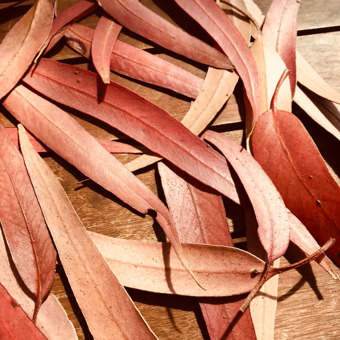 Gum leaves Sunkissed: Dried eucalyptus leaves and nuts for sensory or decorative use.