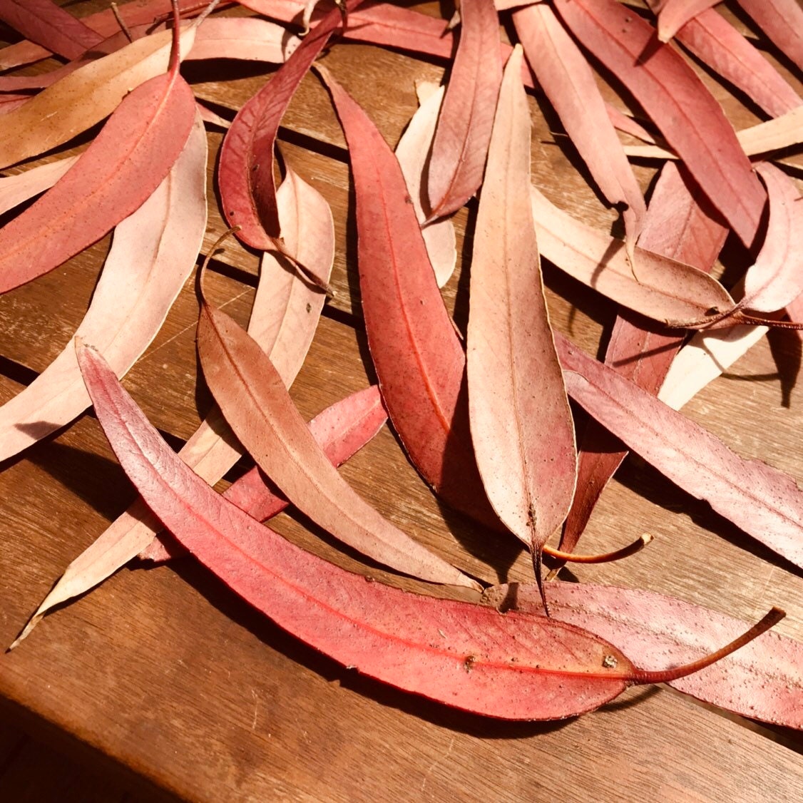 Gum leaves Sunkissed: Dried eucalyptus leaves and nuts for sensory or decorative use.