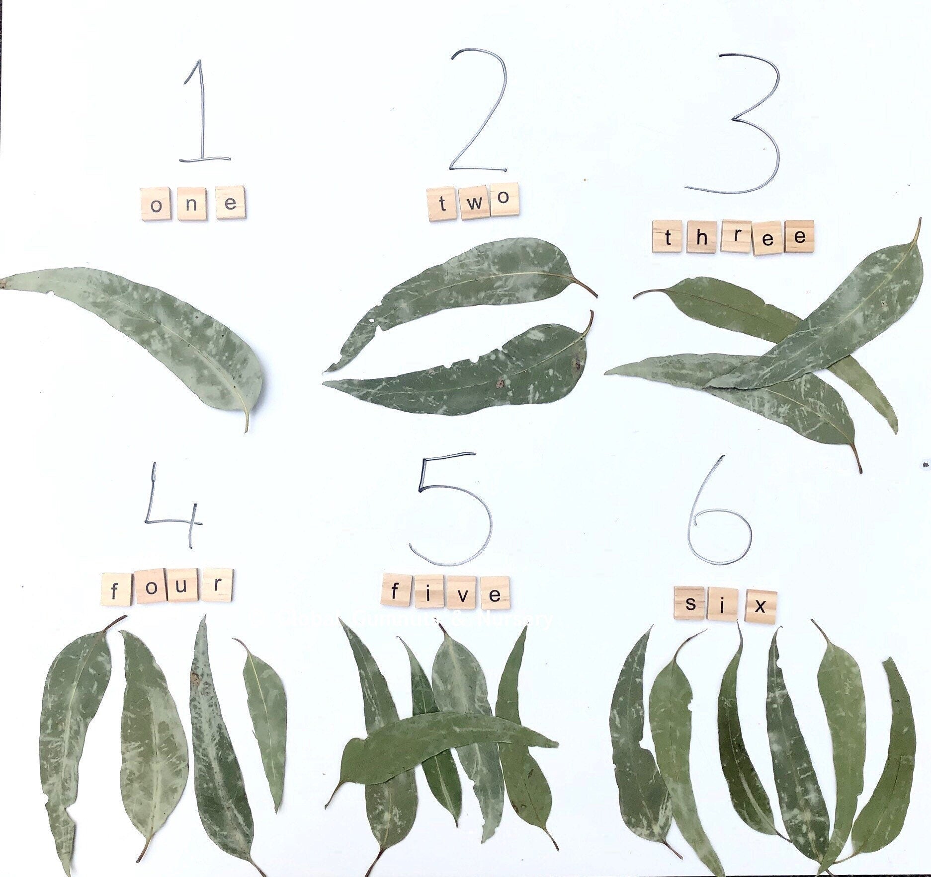 Small Gum leaves: Mini eucalyptus leaves for sensory and decorative use.