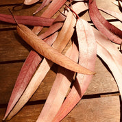 Gum leaves Sunkissed: Dried eucalyptus leaves and nuts for sensory or decorative use.