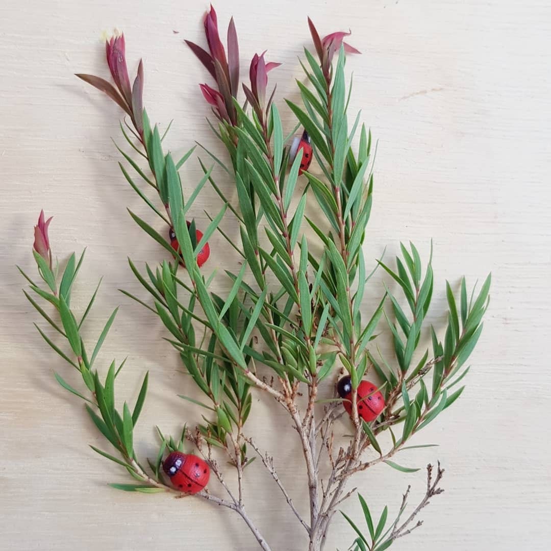 Mariquitas de madera | Mariquitas con pegatina