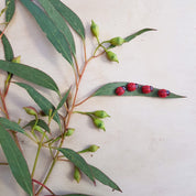 Mariquitas de madera | Mariquitas con pegatina