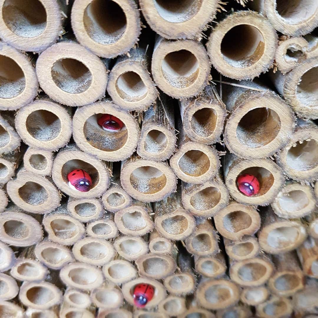 Mariquitas de madera | Mariquitas con pegatina